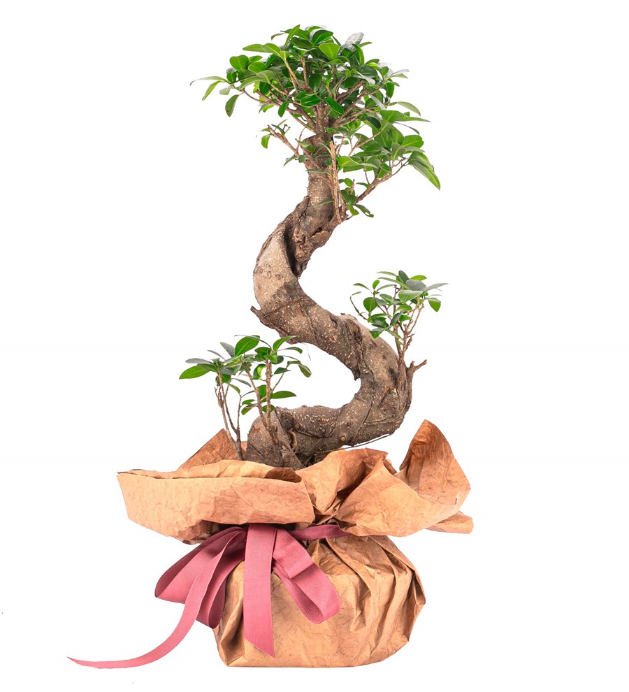 Kraft Serisi - S Gövde Giant Bonsai Tasarım