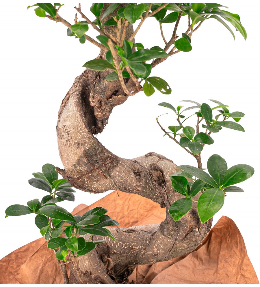 Kraft Serisi - S Gövde Giant Bonsai Tasarım