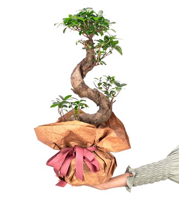 Kraft Serisi - S Gövde Giant Bonsai Tasarım
