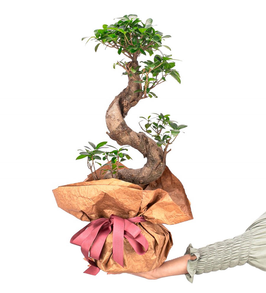 Kraft Serisi - S Gövde Giant Bonsai Tasarım