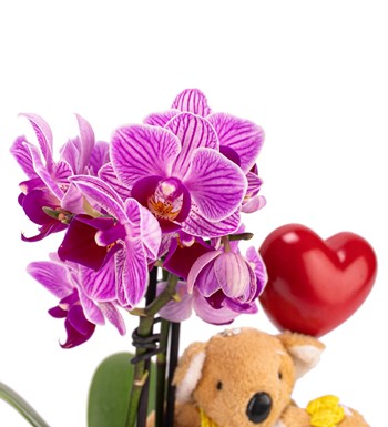 Kayıp Hazineler Serisi Çift Dal Mini Orkide Kalp Kalbe Karşı Tasarım