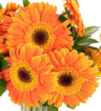 Gün Işığım - Turuncu Gerbera Aranjmanı