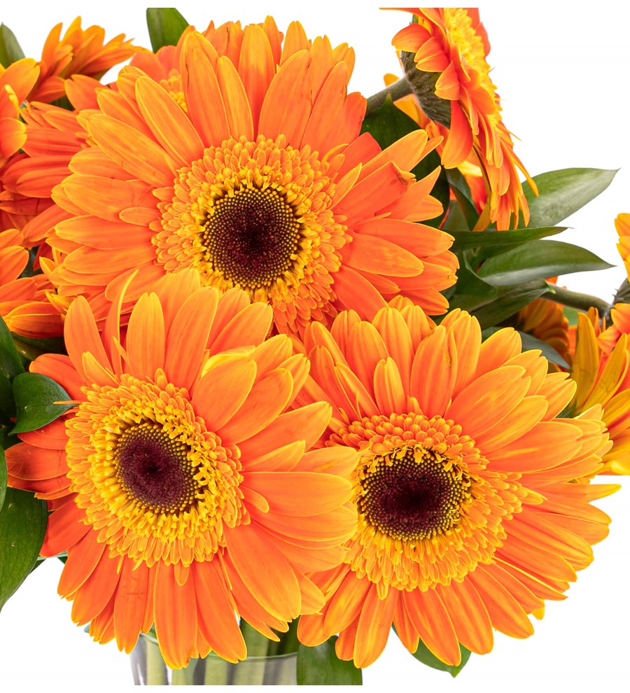 Gün Işığım - Turuncu Gerbera Aranjmanı