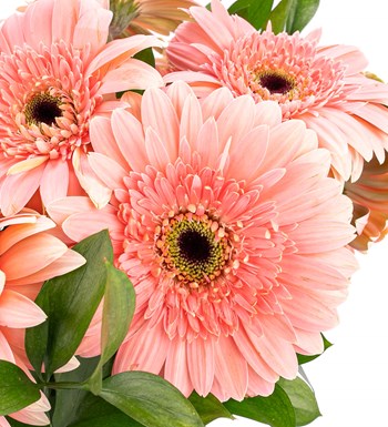 Gündüz Düşleri - Pembe Gerbera Aranjmanı