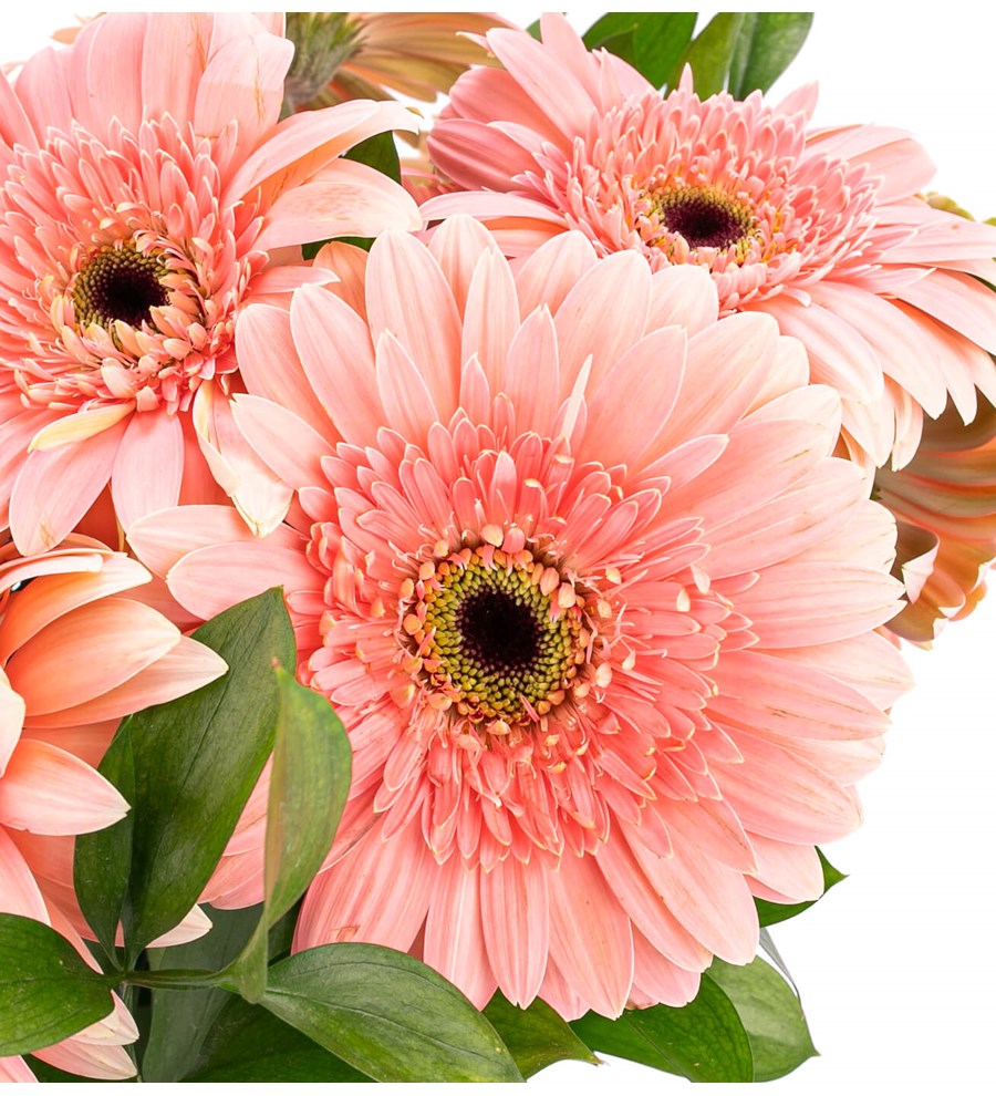 Gündüz Düşleri - Pembe Gerbera Aranjmanı