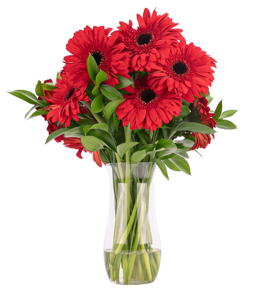 Red Velvet - Kırmızı Gerbera Aranjmanı