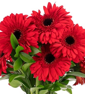 Red Velvet - Kırmızı Gerbera Aranjmanı