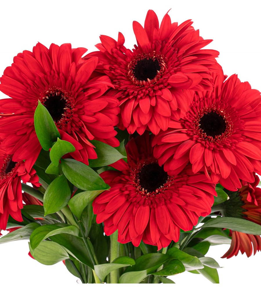 Red Velvet - Kırmızı Gerbera Aranjmanı