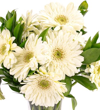 Düş Perisi - Beyaz Gerbera Aranjmanı