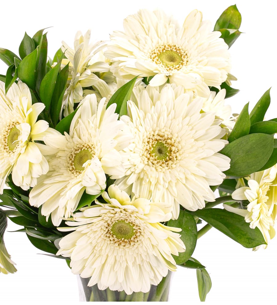 Düş Perisi - Beyaz Gerbera Aranjmanı