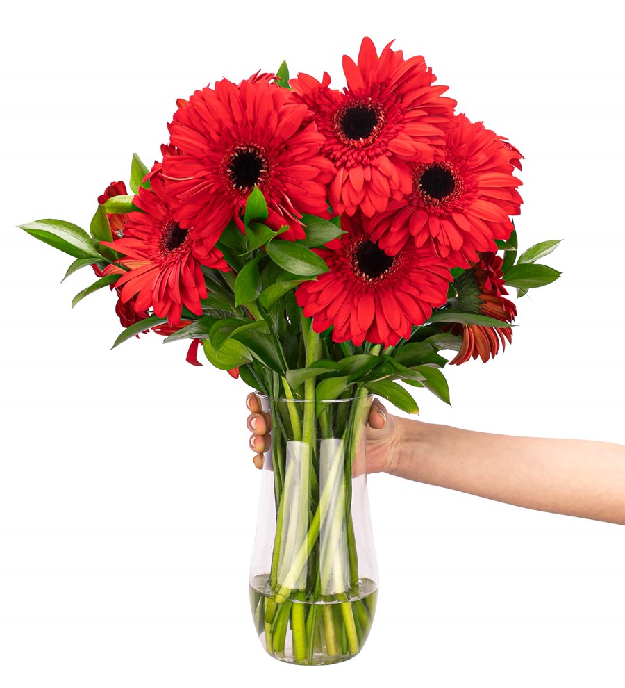 Red Velvet - Kırmızı Gerbera Aranjmanı