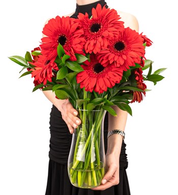 Red Velvet - Kırmızı Gerbera Aranjmanı