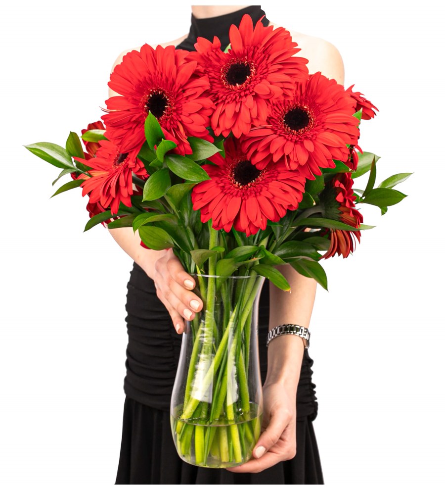 Red Velvet - Kırmızı Gerbera Aranjmanı