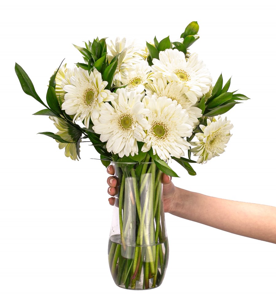Düş Perisi - Beyaz Gerbera Aranjmanı