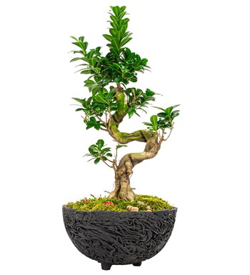 Noodle Serisi S Gövde Ficus Ginseng Bonsai Tasarım 