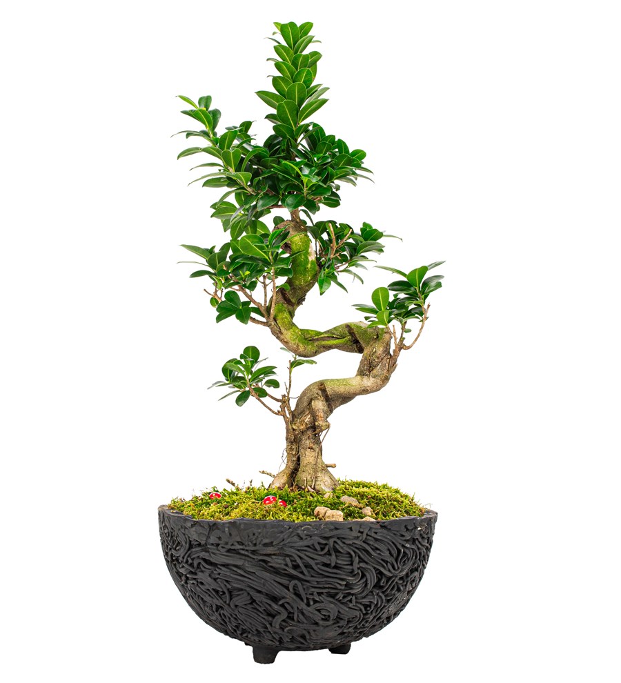 Noodle Serisi S Gövde Ficus Ginseng Bonsai Tasarım 