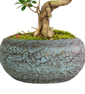 Magnificent Saksıda S Gövde Ficus Ginseng Bonsai Tasarım