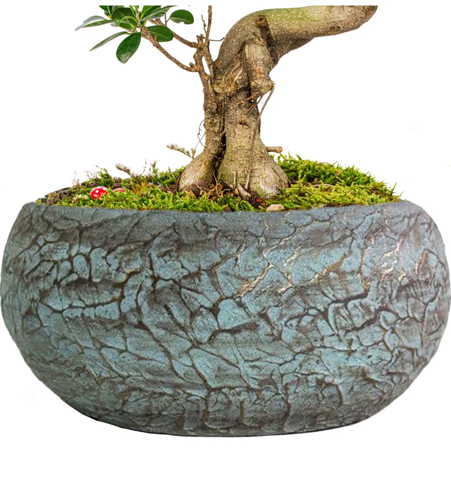 Magnificent Saksıda S Gövde Ficus Ginseng Bonsai Tasarım