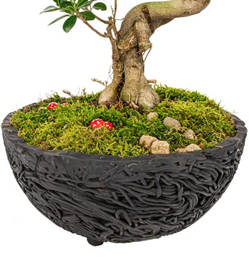 Noodle Serisi S Gövde Ficus Ginseng Bonsai Tasarım 