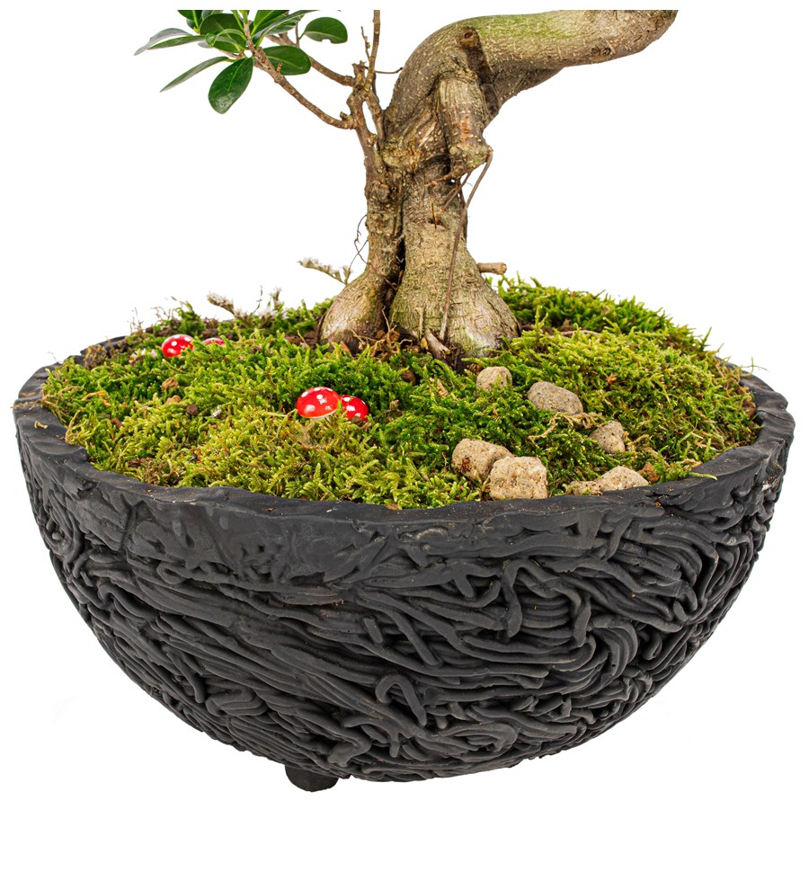 Noodle Serisi S Gövde Ficus Ginseng Bonsai Tasarım 