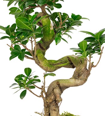 Noodle Serisi S Gövde Ficus Ginseng Bonsai Tasarım 
