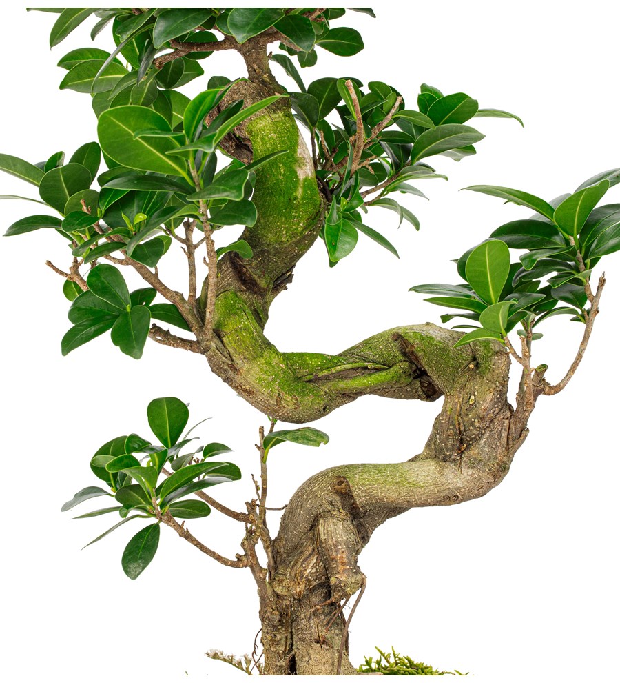 Noodle Serisi S Gövde Ficus Ginseng Bonsai Tasarım 