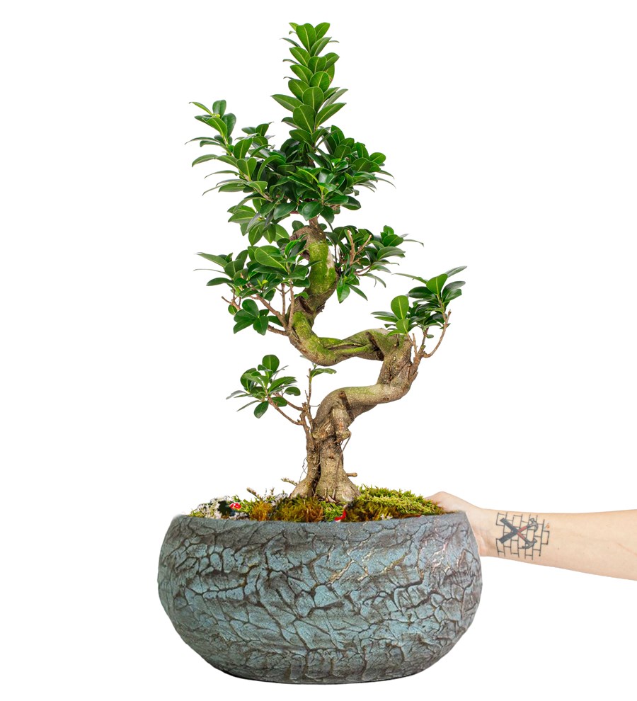 Magnificent Saksıda S Gövde Ficus Ginseng Bonsai Tasarım