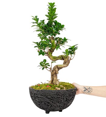 Noodle Serisi S Gövde Ficus Ginseng Bonsai Tasarım 