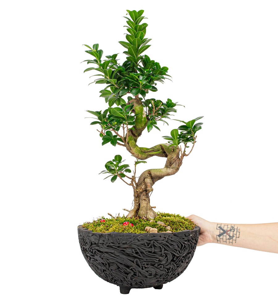 Noodle Serisi S Gövde Ficus Ginseng Bonsai Tasarım 
