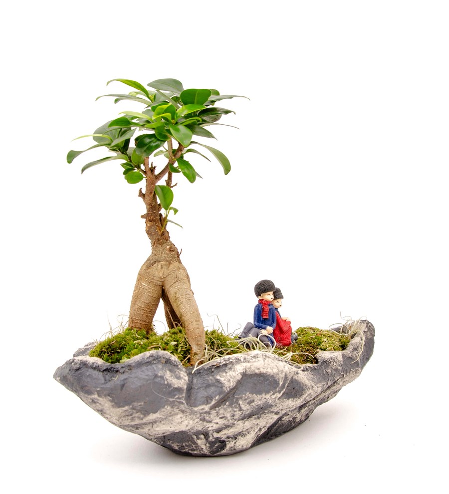 Marineris Serisi Sırt Sırta Bonsai Tasarım