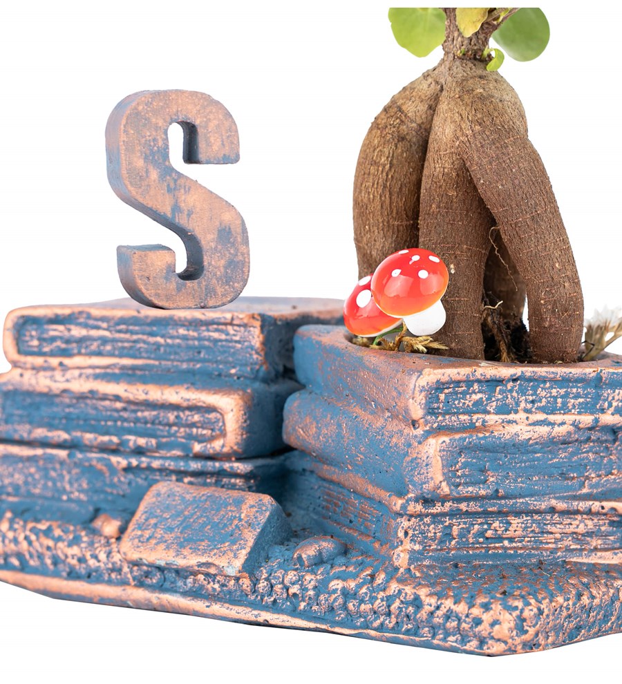 Kişiye Özel Harfli Library Serisi Mini Ficus Ginseng Bonsai Tasarım