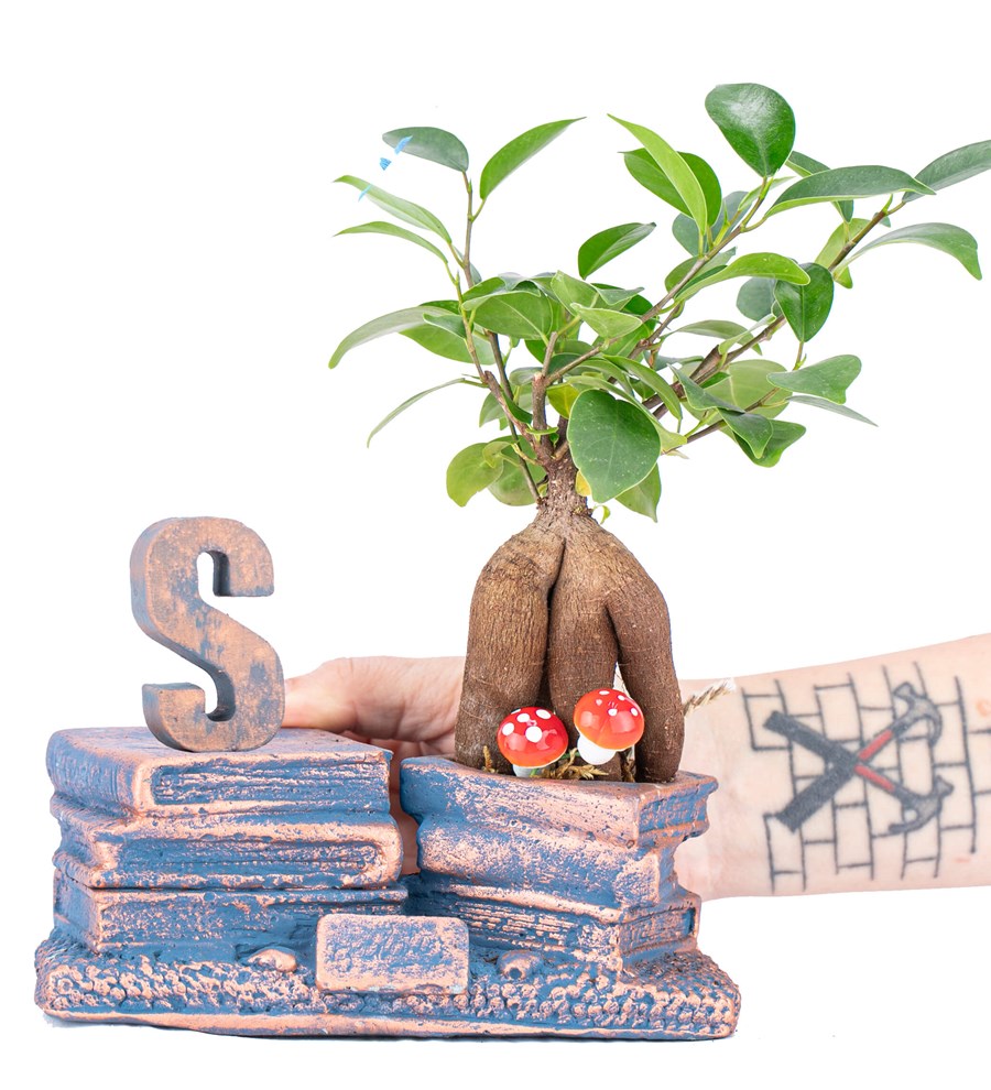 Kişiye Özel Harfli Library Serisi Mini Ficus Ginseng Bonsai Tasarım