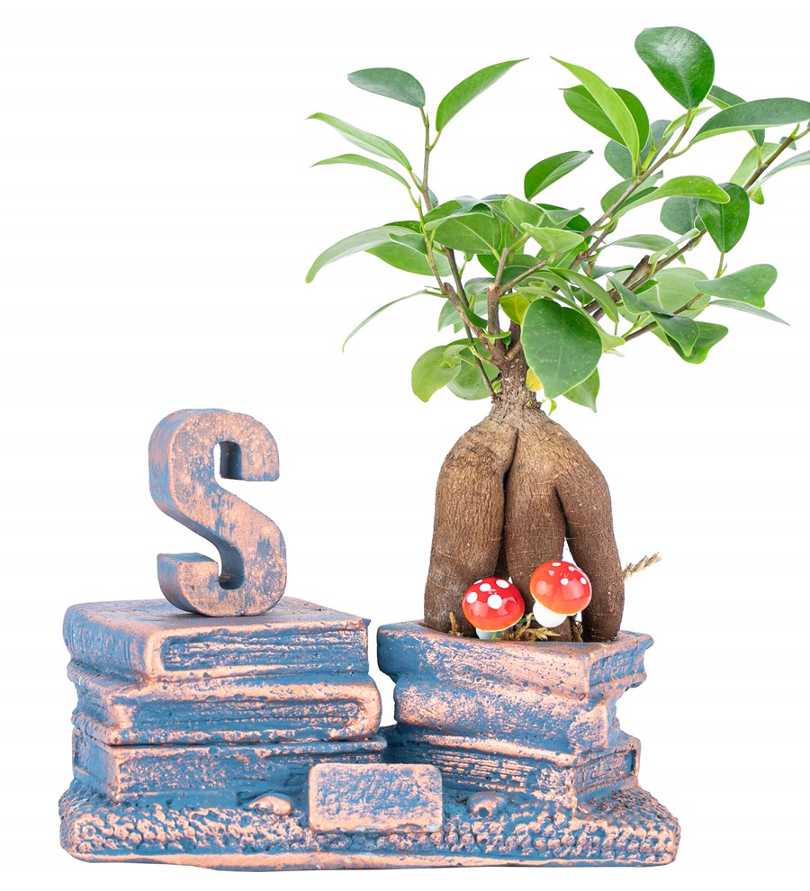 Kişiye Özel Harfli Library Serisi Mini Ficus Ginseng Bonsai Tasarım