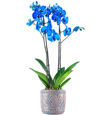 XL Kayıp Hazine Serisi Mavi Orkide Tasarım