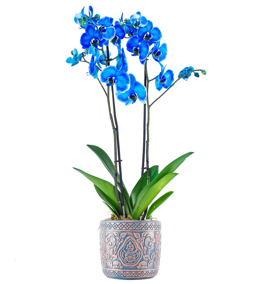 XL Kayıp Hazine Serisi Mavi Orkide Tasarım