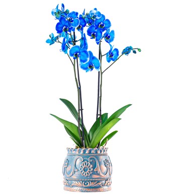 Trevi Barok Serisi Premium İthal Çift Dal Mavi Orkide Tasarım