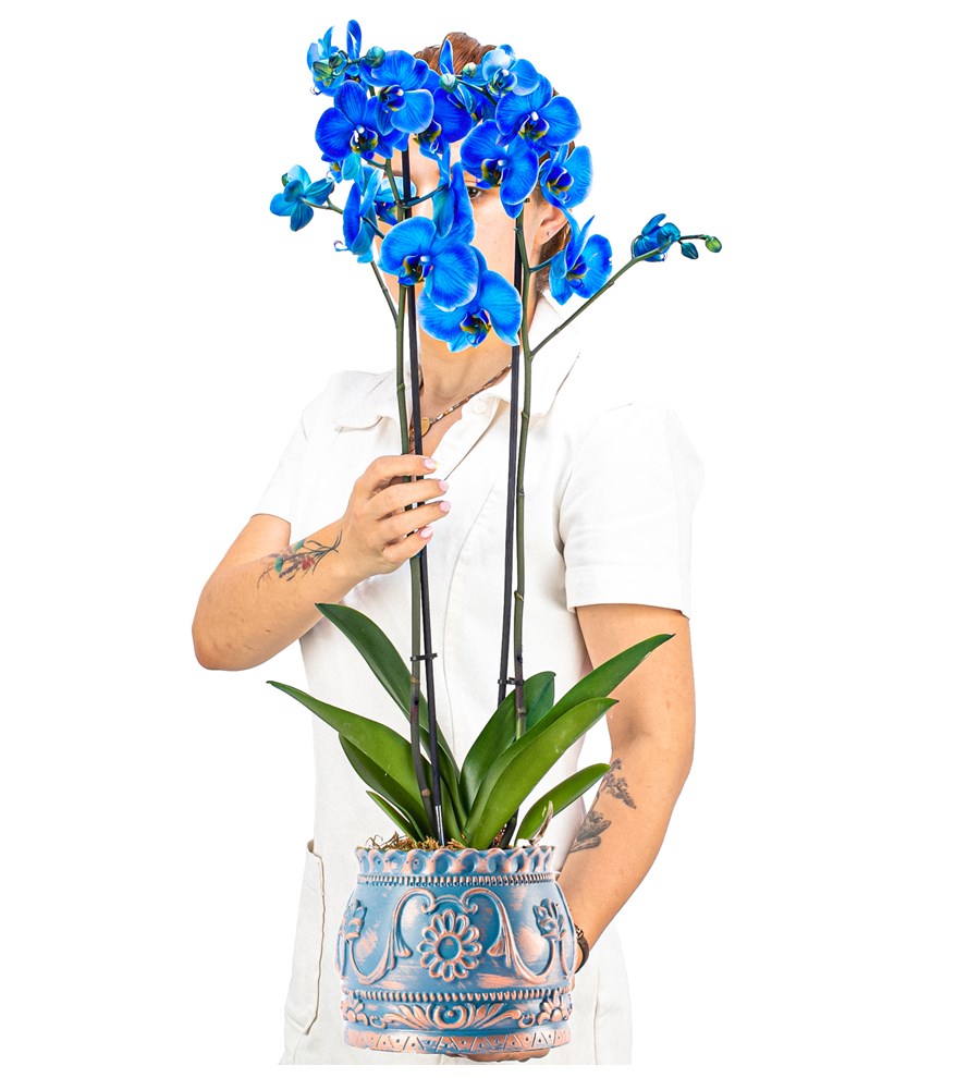 Trevi Barok Serisi Premium İthal Çift Dal Mavi Orkide Tasarım