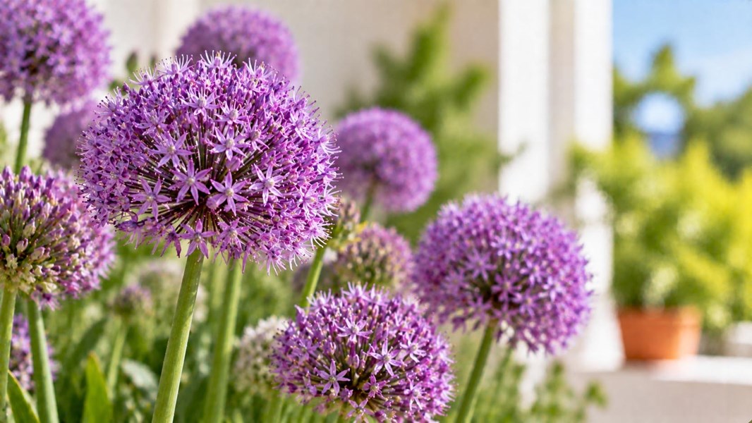 Süs Soğanı (Allium)