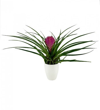 Tillandsia Cyanea - Hava Bitkisi Sweet Lily