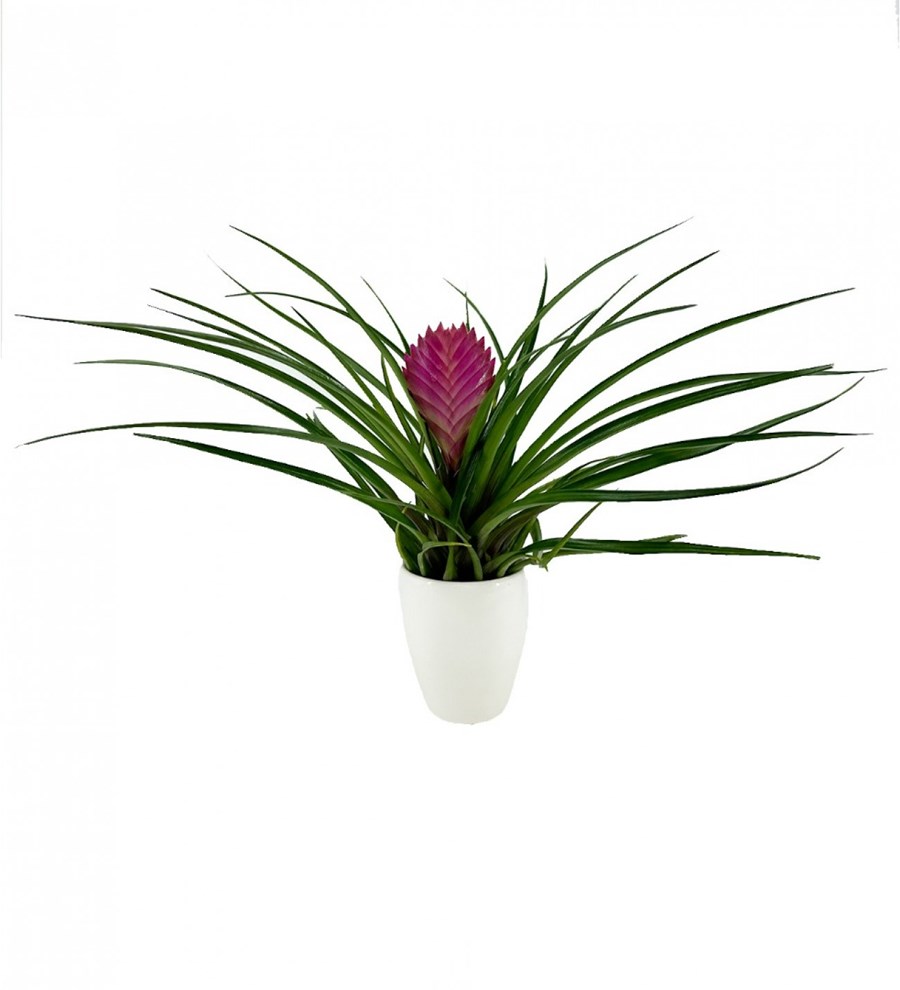 Tillandsia Cyanea - Hava Bitkisi Sweet Lily