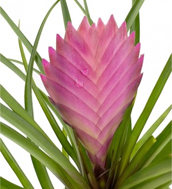 Tillandsia Cyanea - Hava Bitkisi Sweet Lily