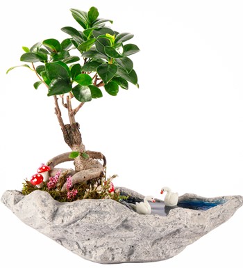 Marineris Serisi Bonsai Teraryum