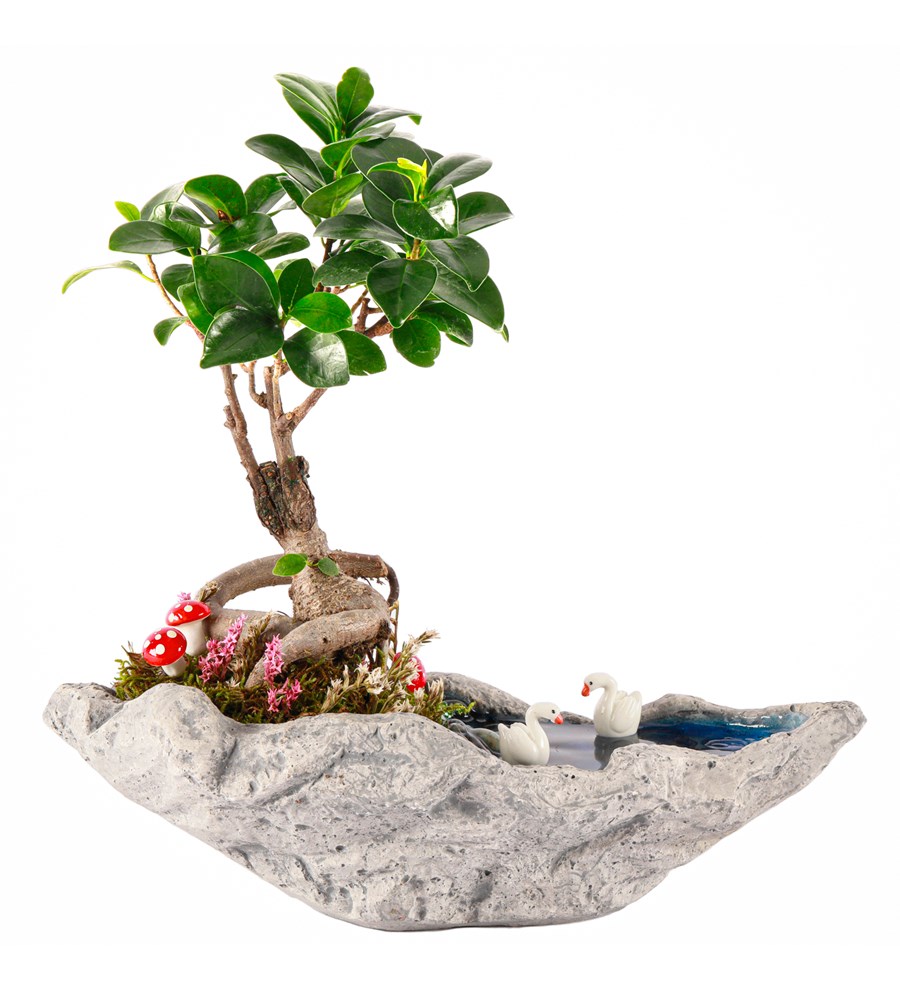 Marineris Serisi Bonsai Teraryum
