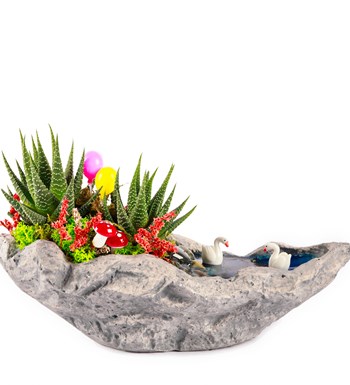 Marineris Serisi Balonlu Haworthia Teraryum