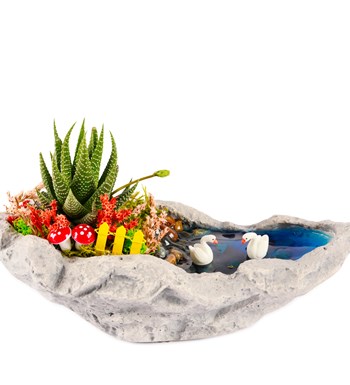 Marineris Serisi Haworthia Teraryum