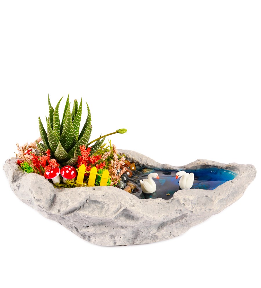 Marineris Serisi Haworthia Teraryum