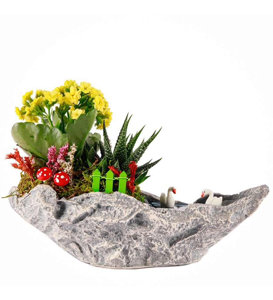 Marineris Serisi Haworthia ve Kalanchoe Teraryum