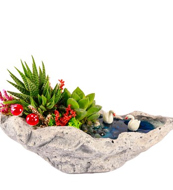 Marineris Serisi Haworthia ve Sukulent Teraryum