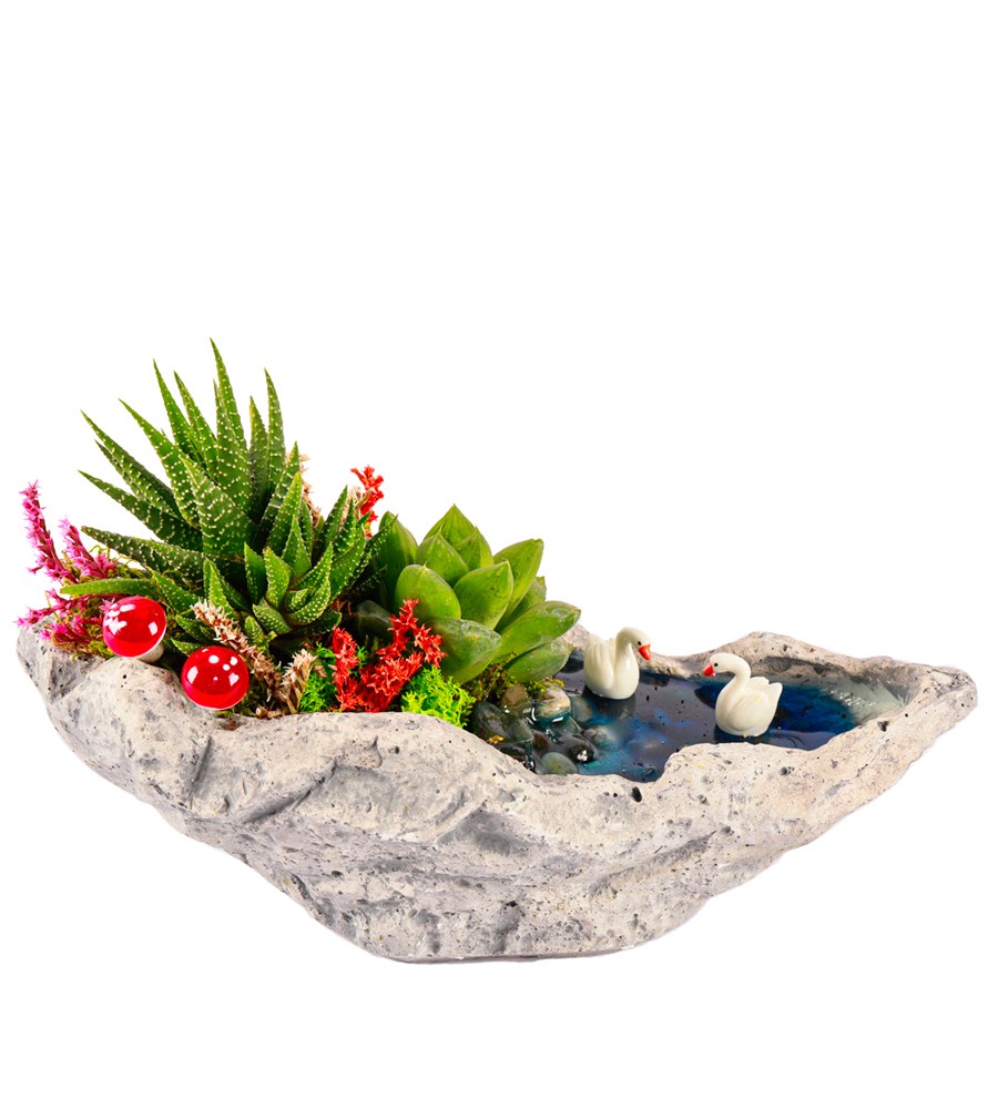 Marineris Serisi Haworthia ve Sukulent Teraryum