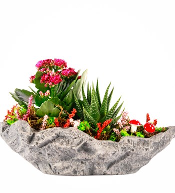 Marineris Serisi Kalanchoe ve Haworthia Tasarım